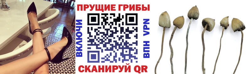 как найти   Красновишерск  Псилоцибиновые грибы мицелий 